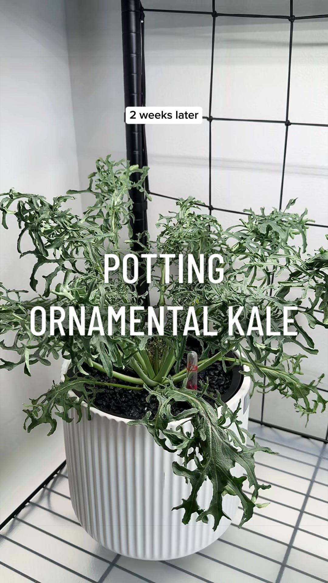 @gardeningindoors