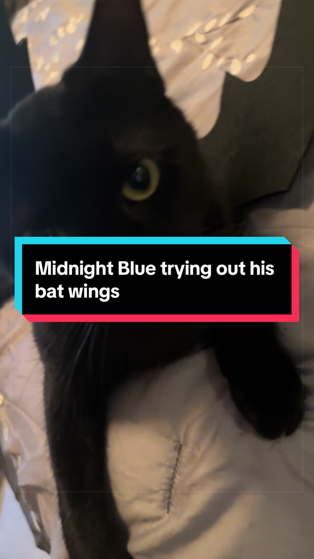 @catlover313official