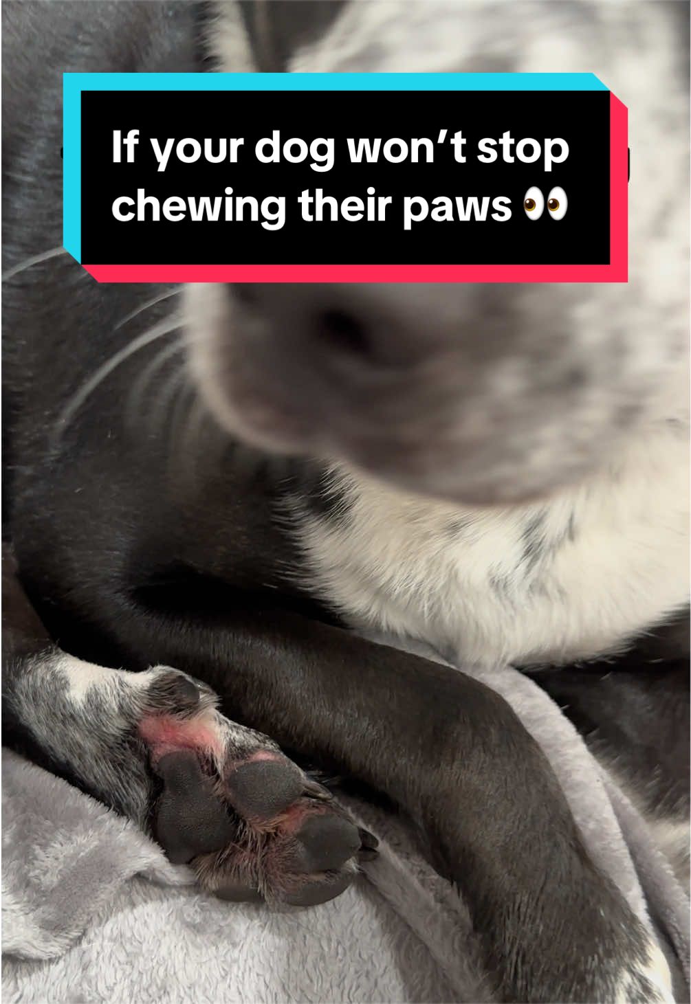 @Trinity 🐶🐾 | Dog Mom Finds