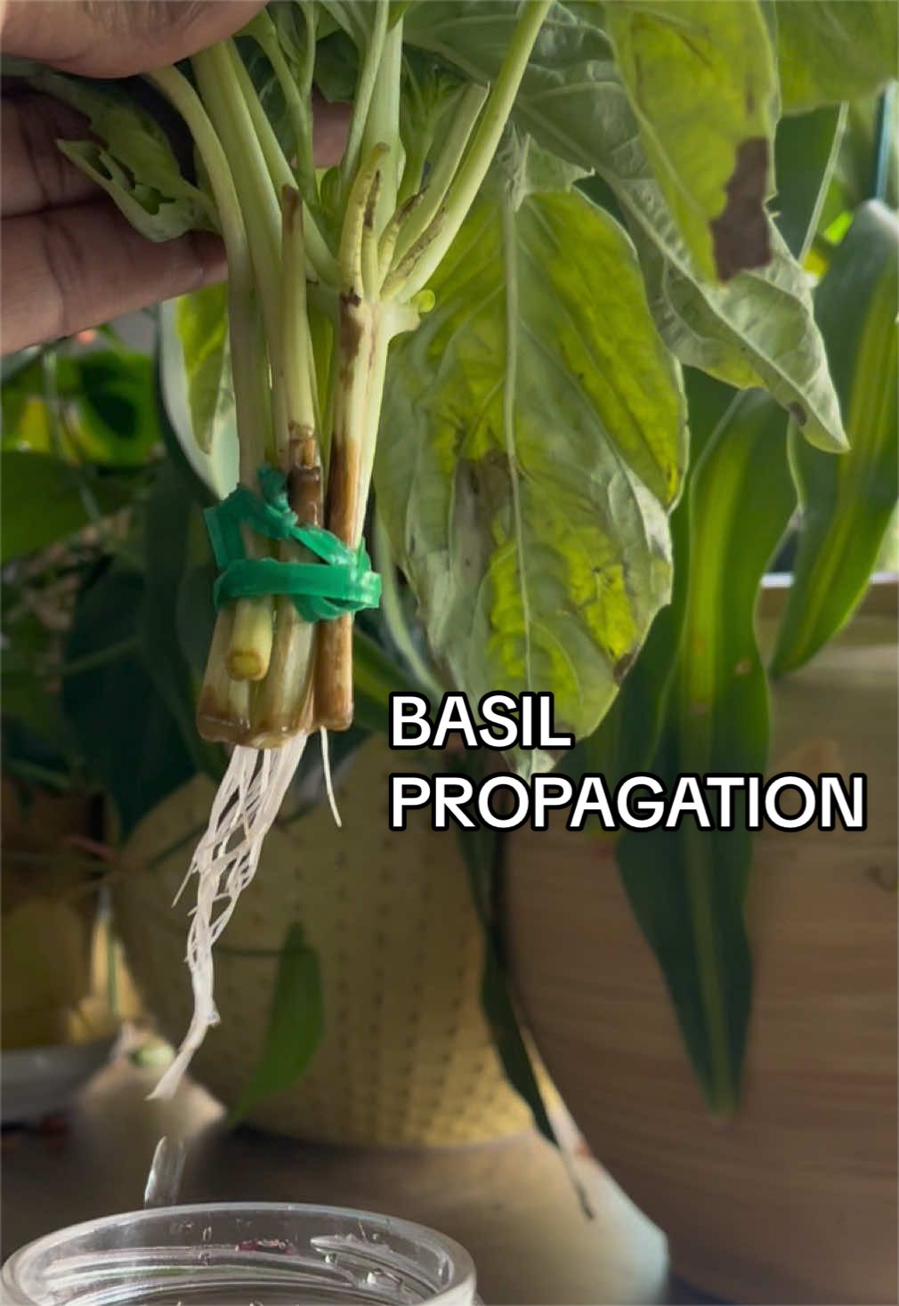 @The Journalist Who Cooks