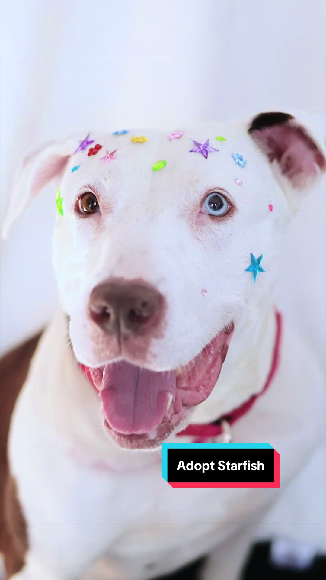 @PAWS
