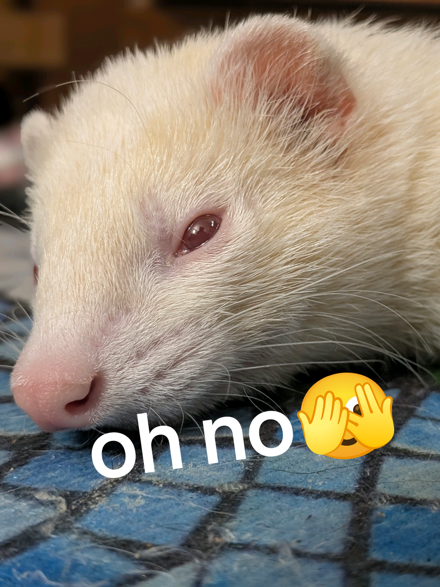 @Chaos Critters