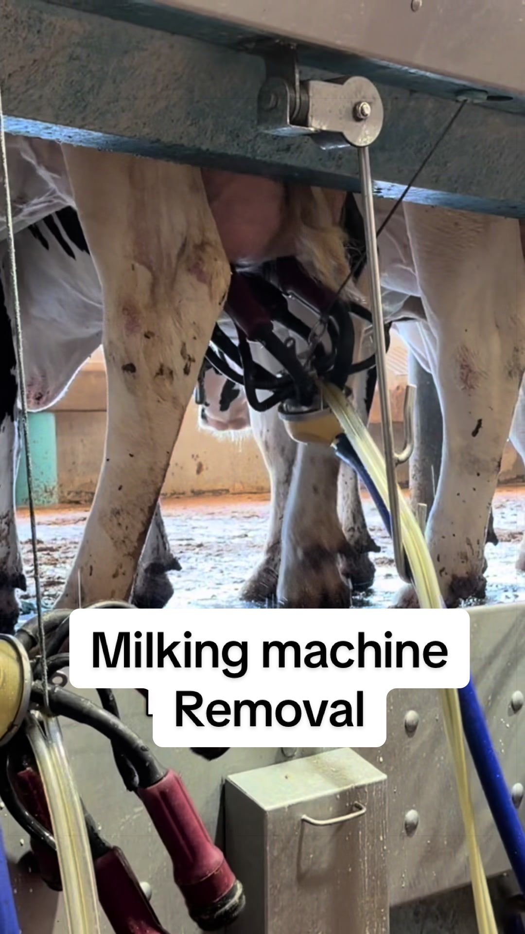 @Dairy Vet Dr. Michelle