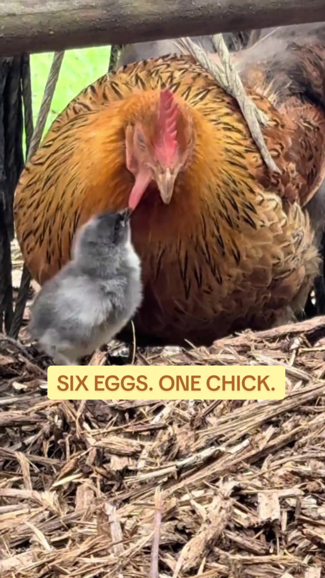 @Amy Jo | Eggnigma Holler 🐔
