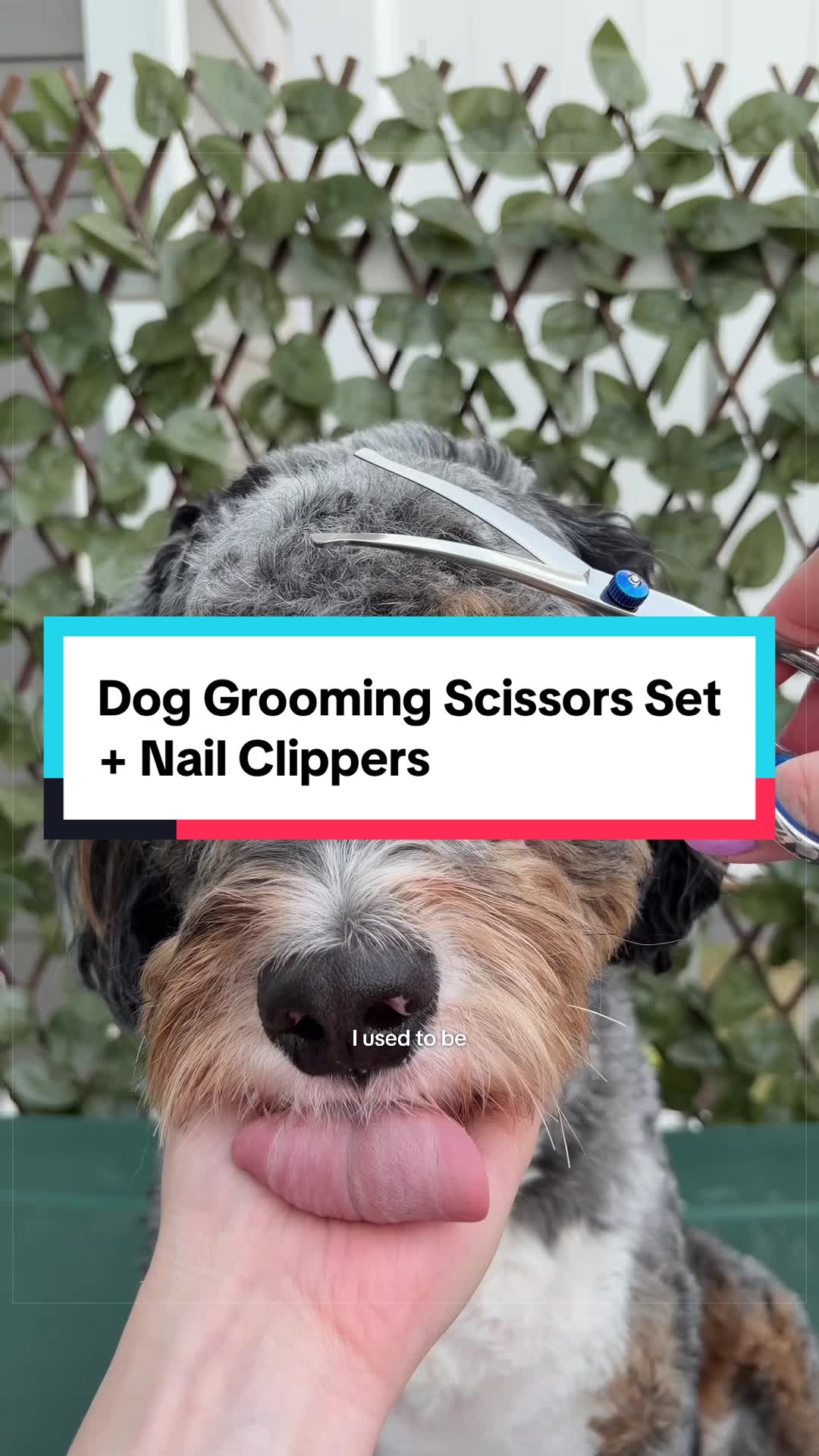 @Archie The Bernedoodle