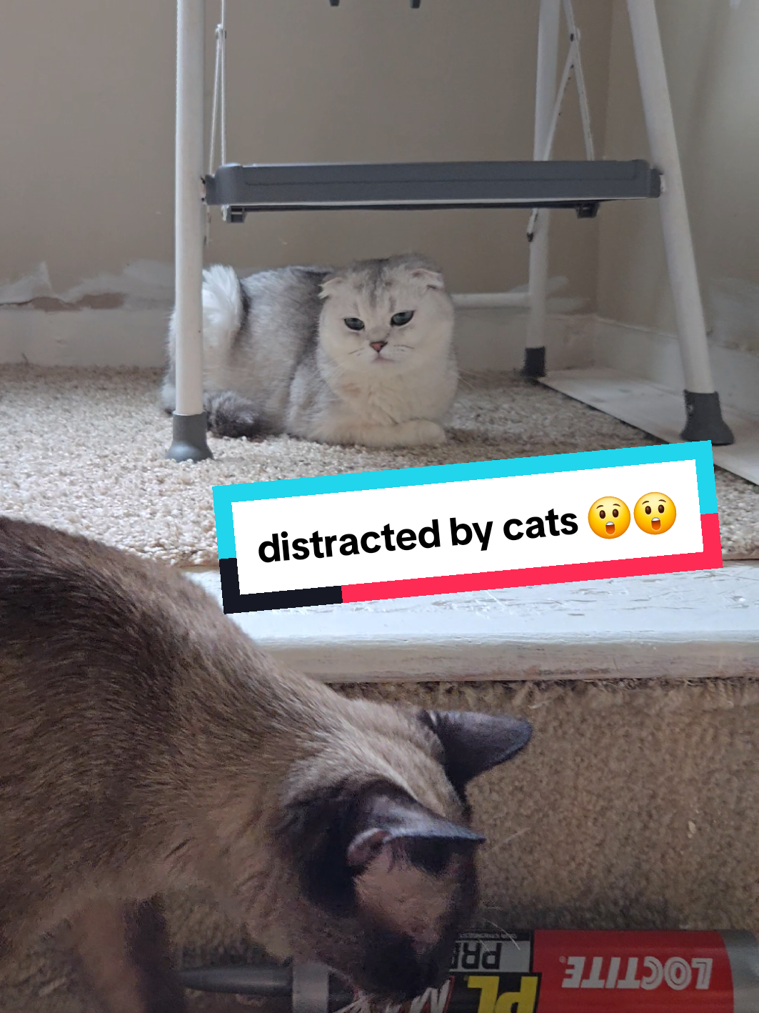 @Brittany's Beauties Kittens