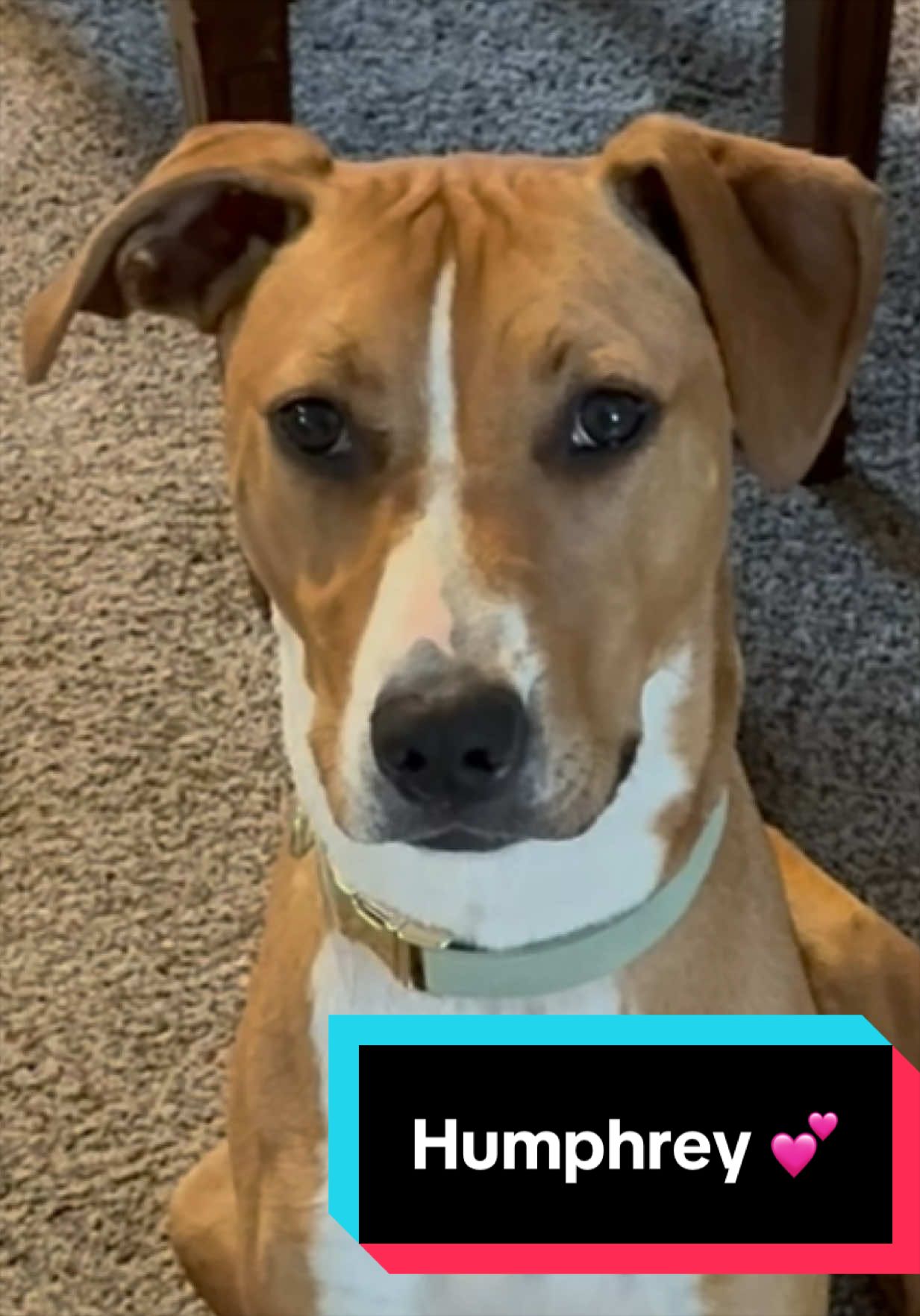 @Joyful Pets