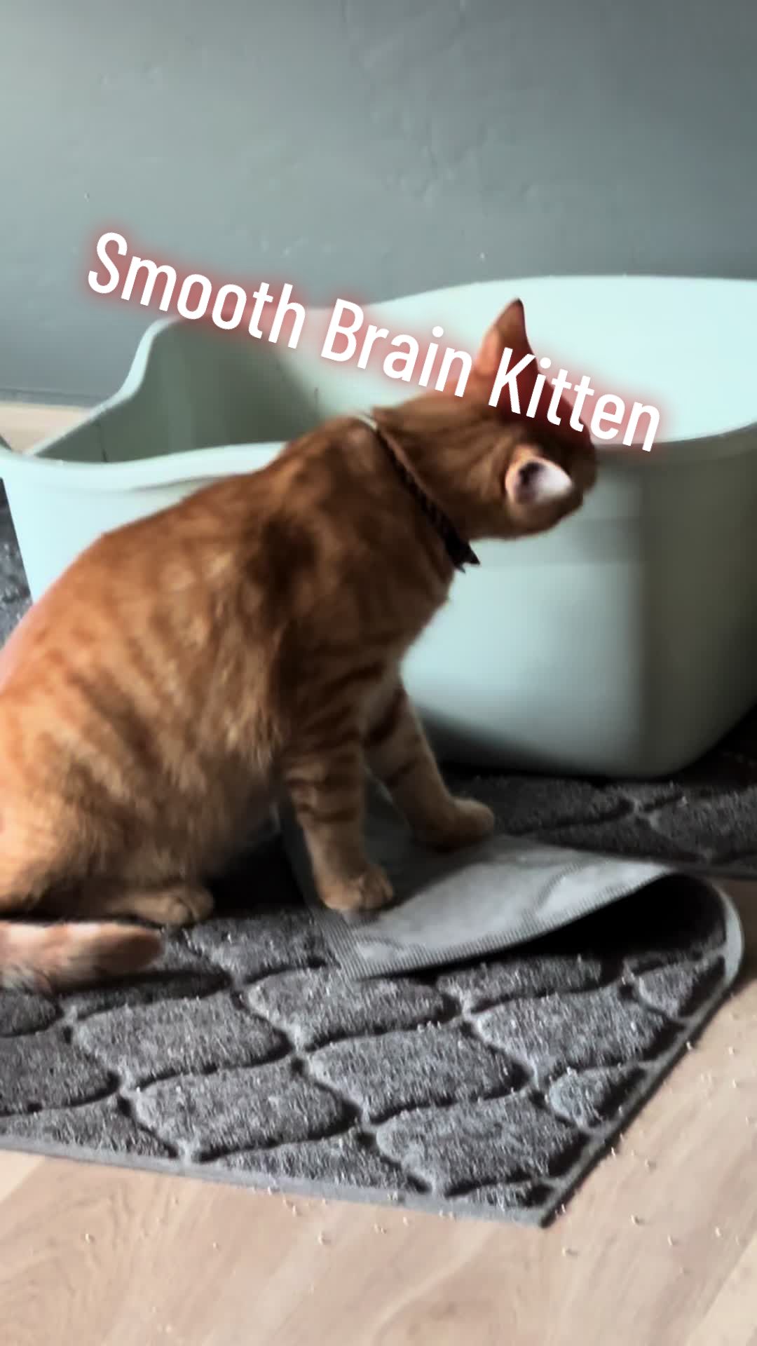 @SilverGinger
