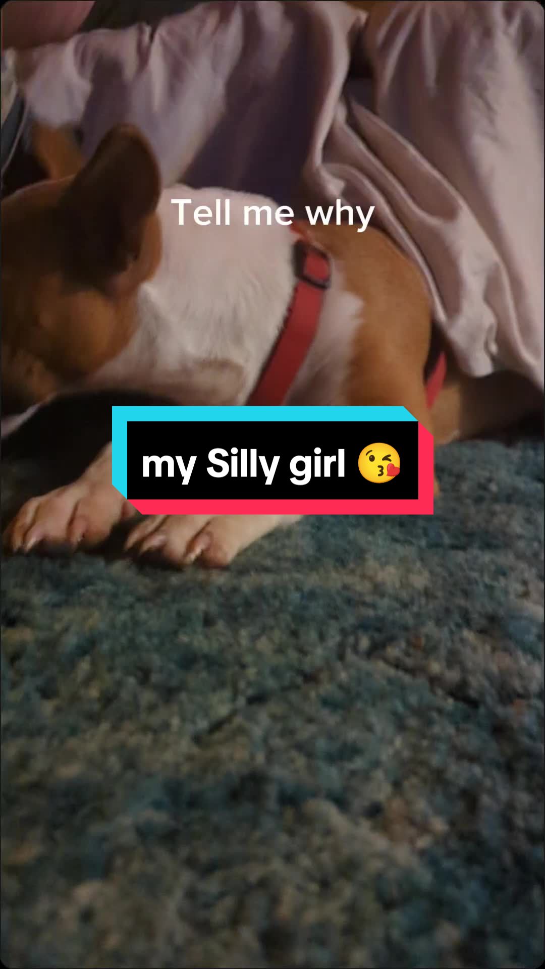 @jessibarbiesbullterrier