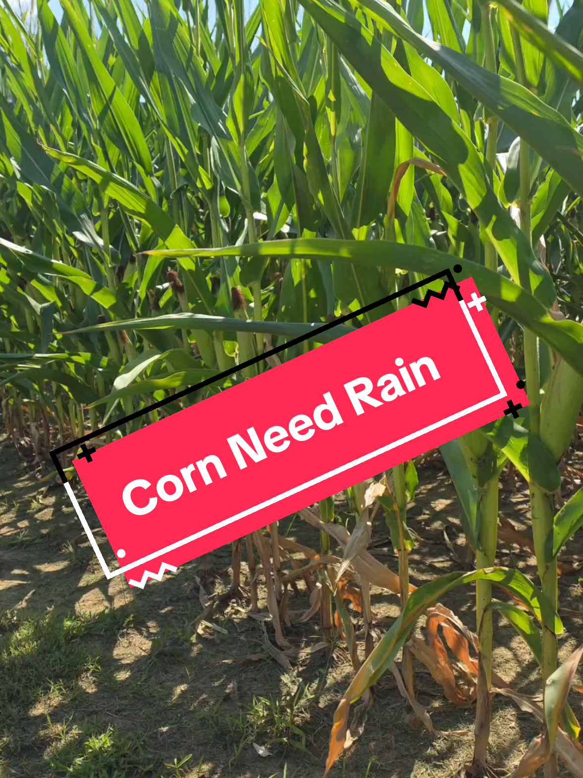 @Bushart Farms