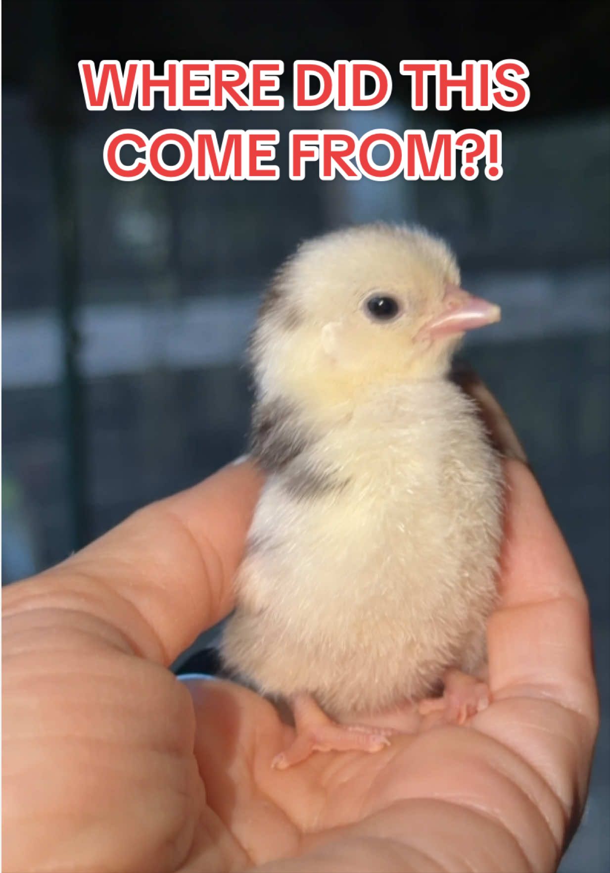 @Gulf Coast Cluckers