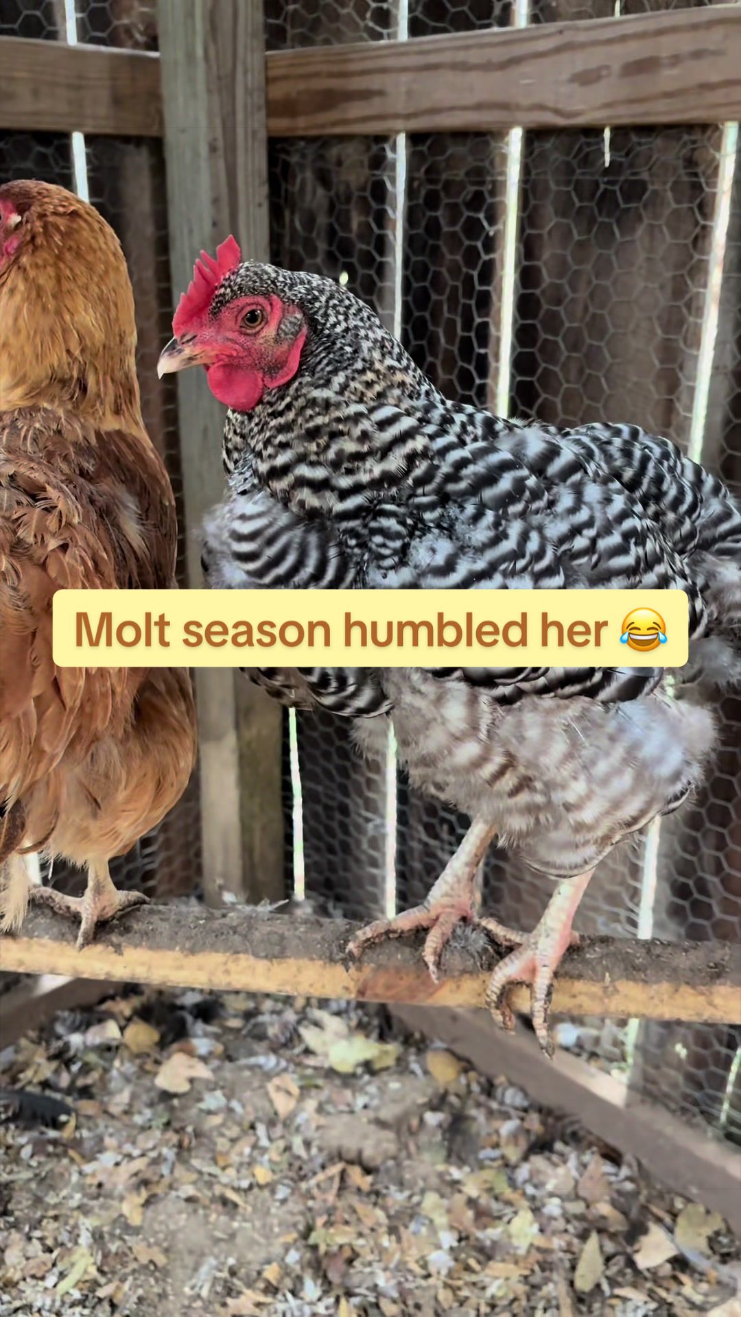 @Amy Jo | Eggnigma Holler 🐔