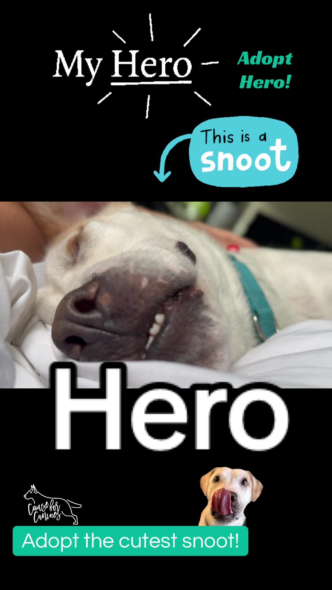 @causeforcaninesrescue