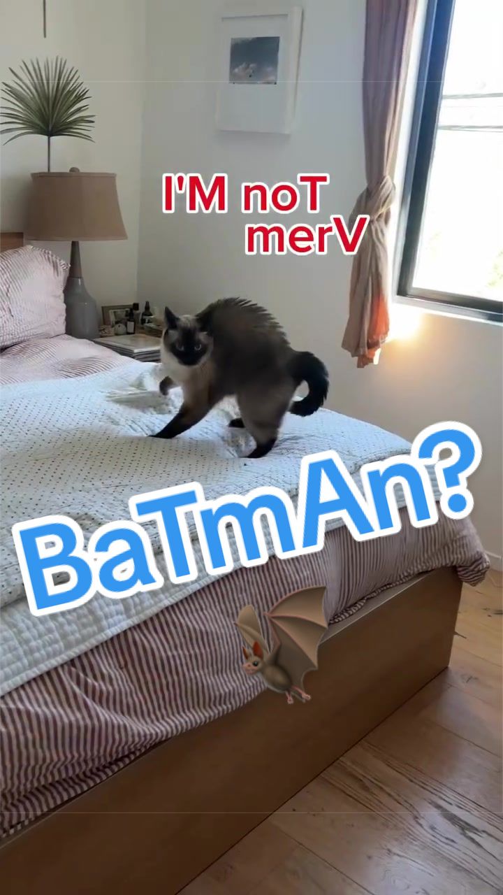 @Merv The Cat