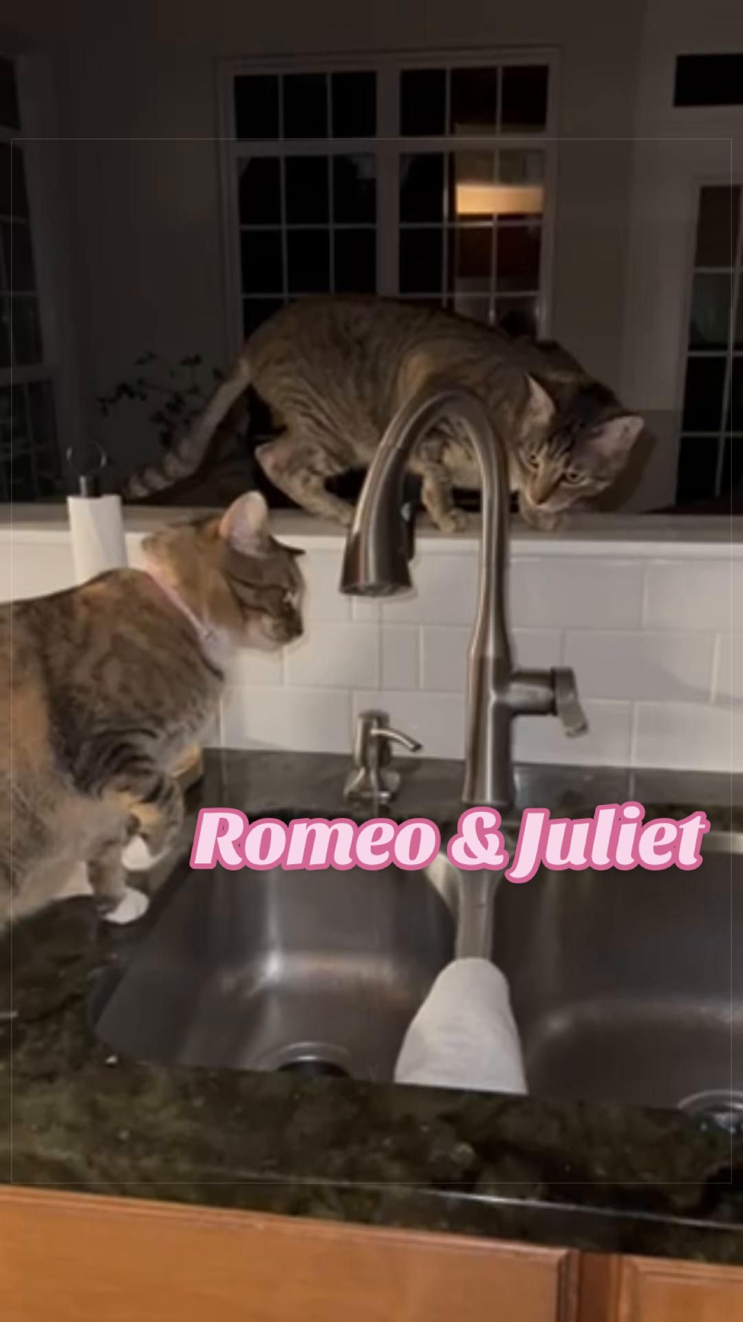 @Fancy Cats Rescue Team
