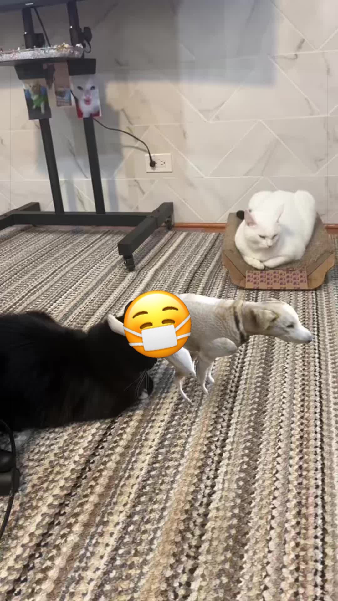 @🦖 MEOWassic World 🌎