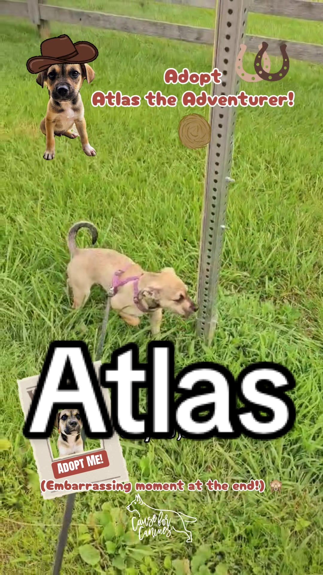 @causeforcaninesrescue