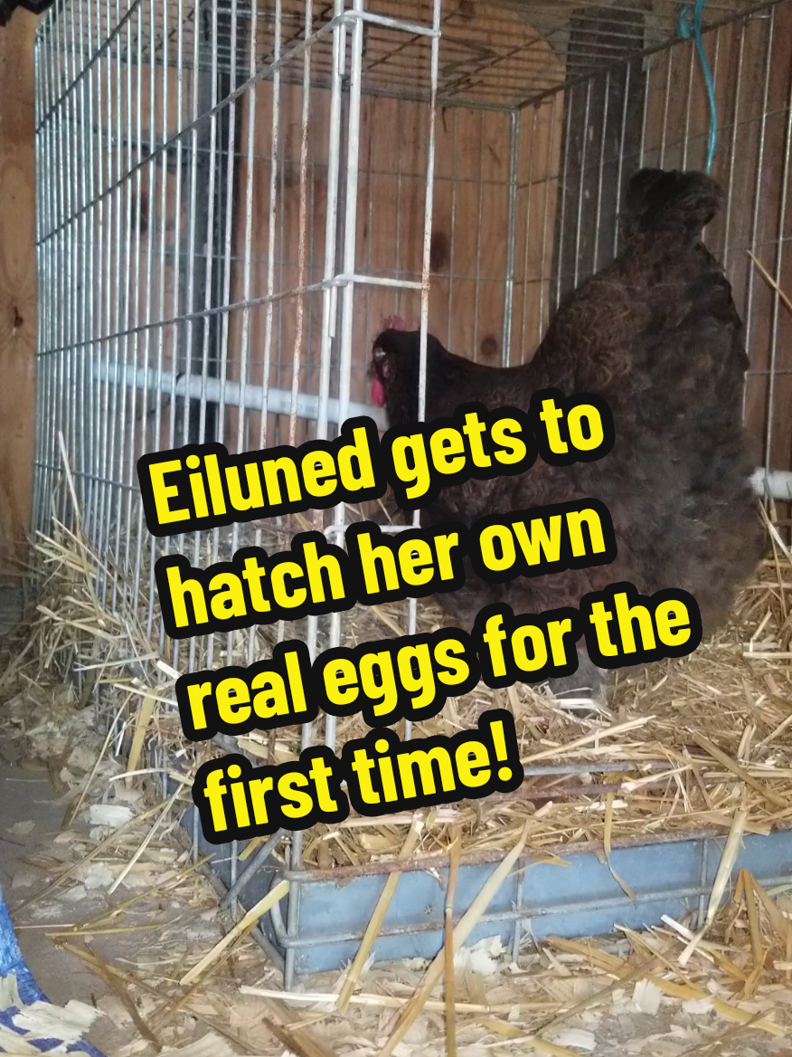 @CityChickenFarm