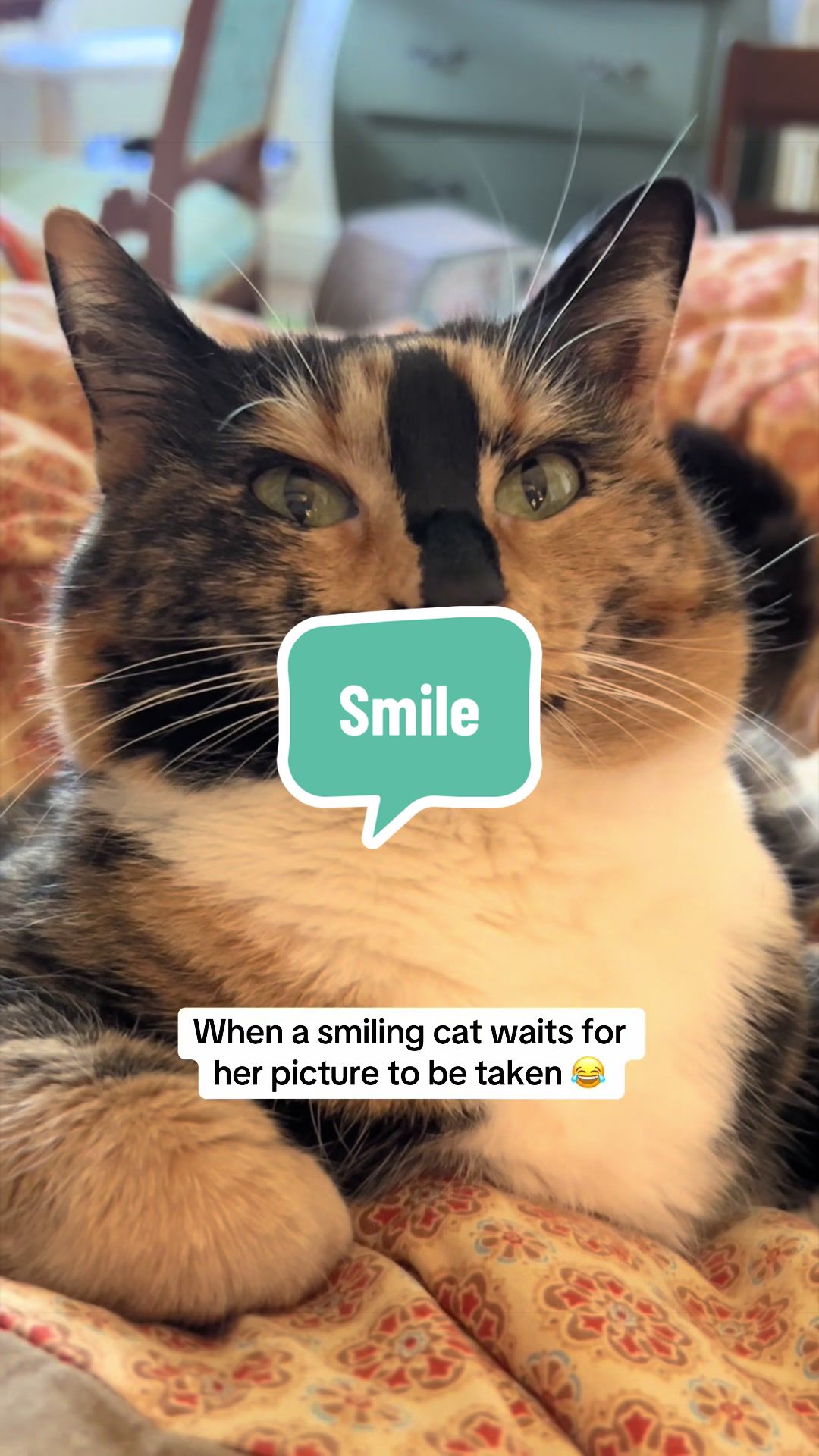 @SnickersTheSmilingCat