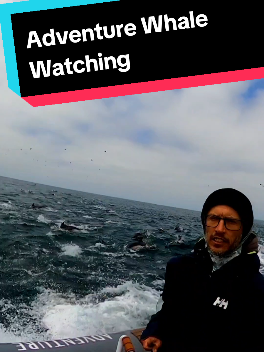 @Adventure Whale Watching