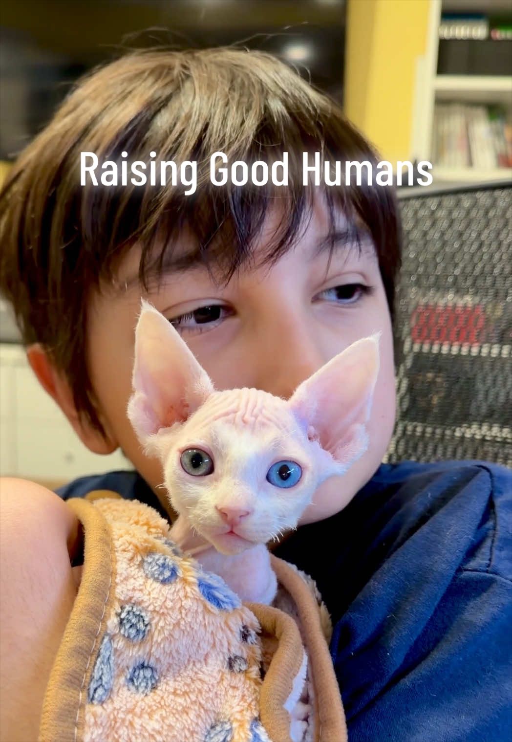 @Boba’s Buds Minskin Cats