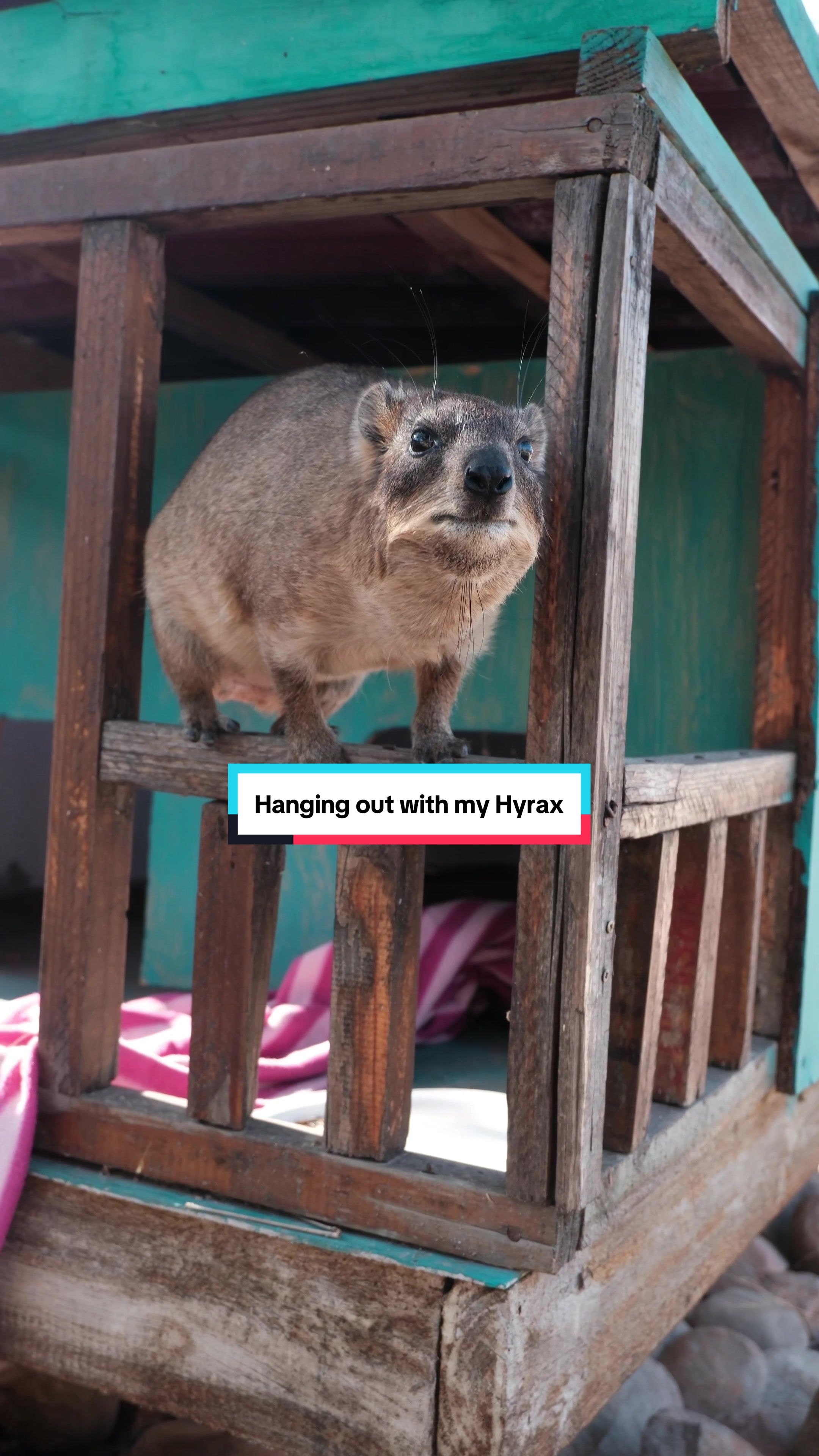 @Hyraxhub