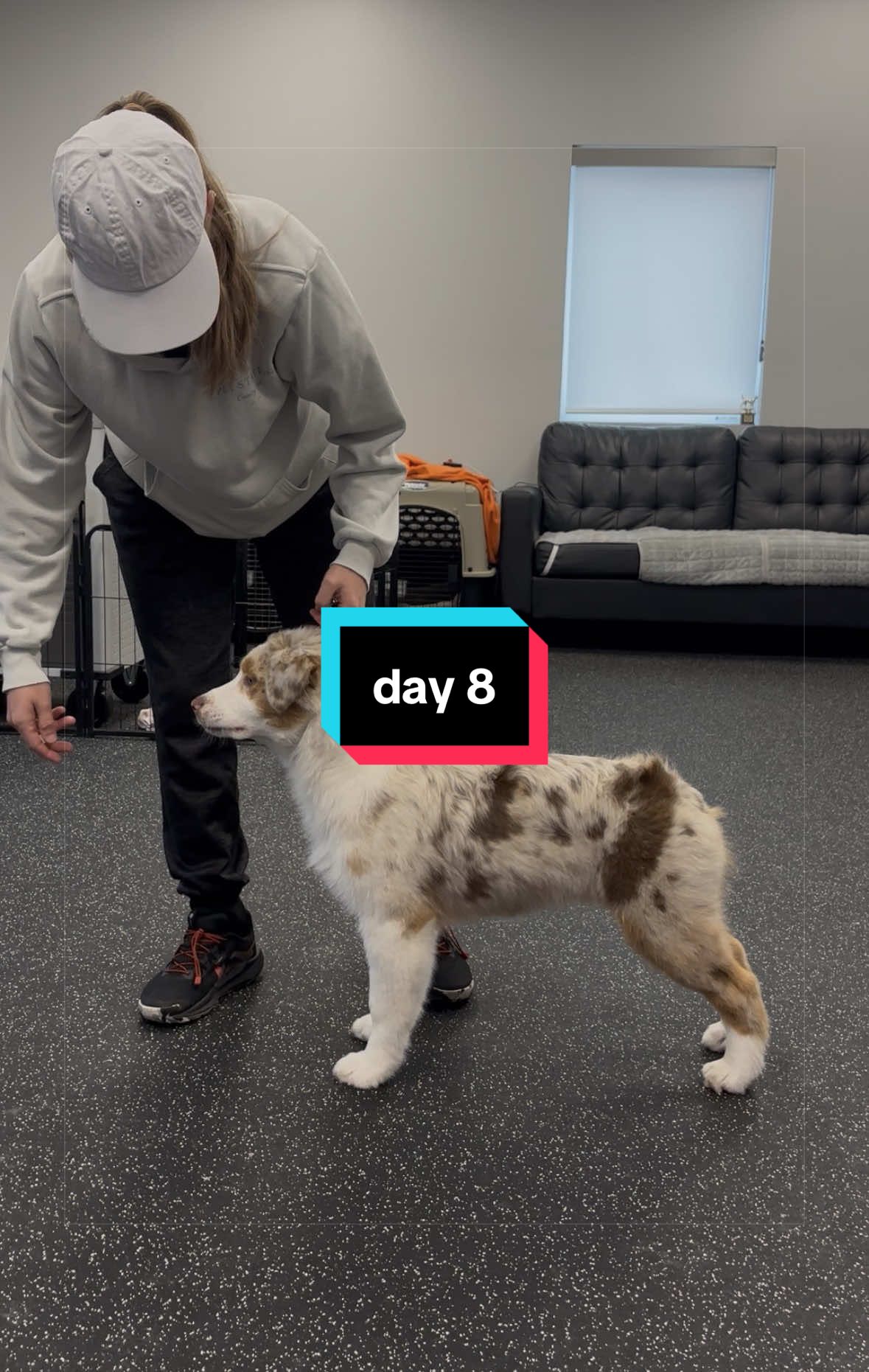 @Beck | Kentucky Dog Trainer