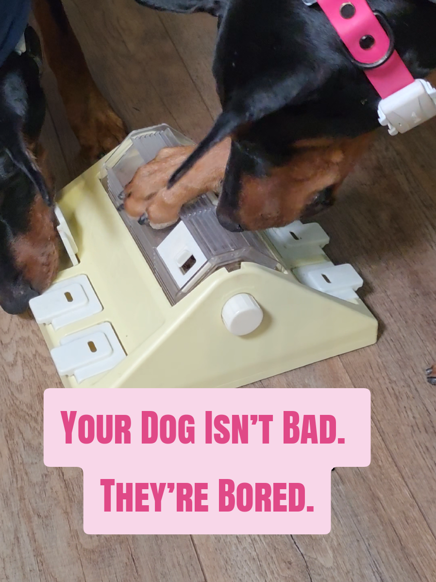@Dobergoats Cash & Kaia