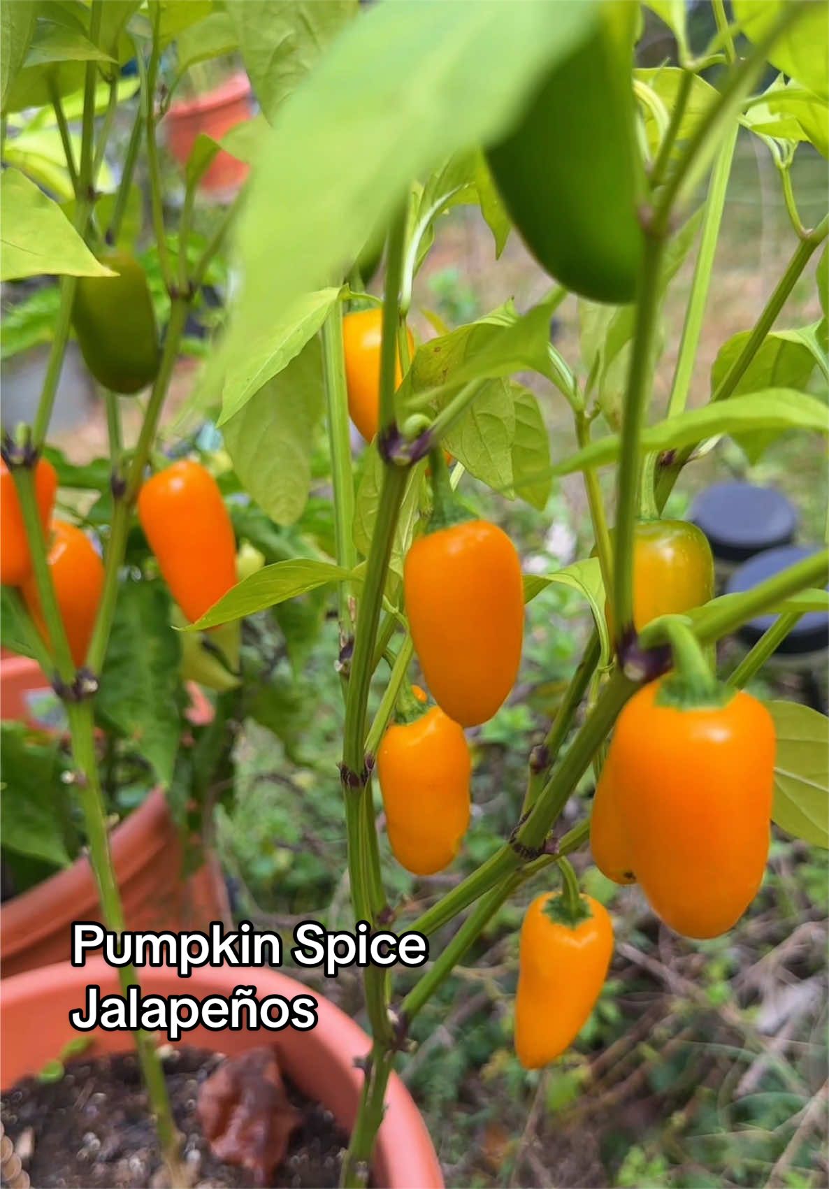 @My Everchanging Garden