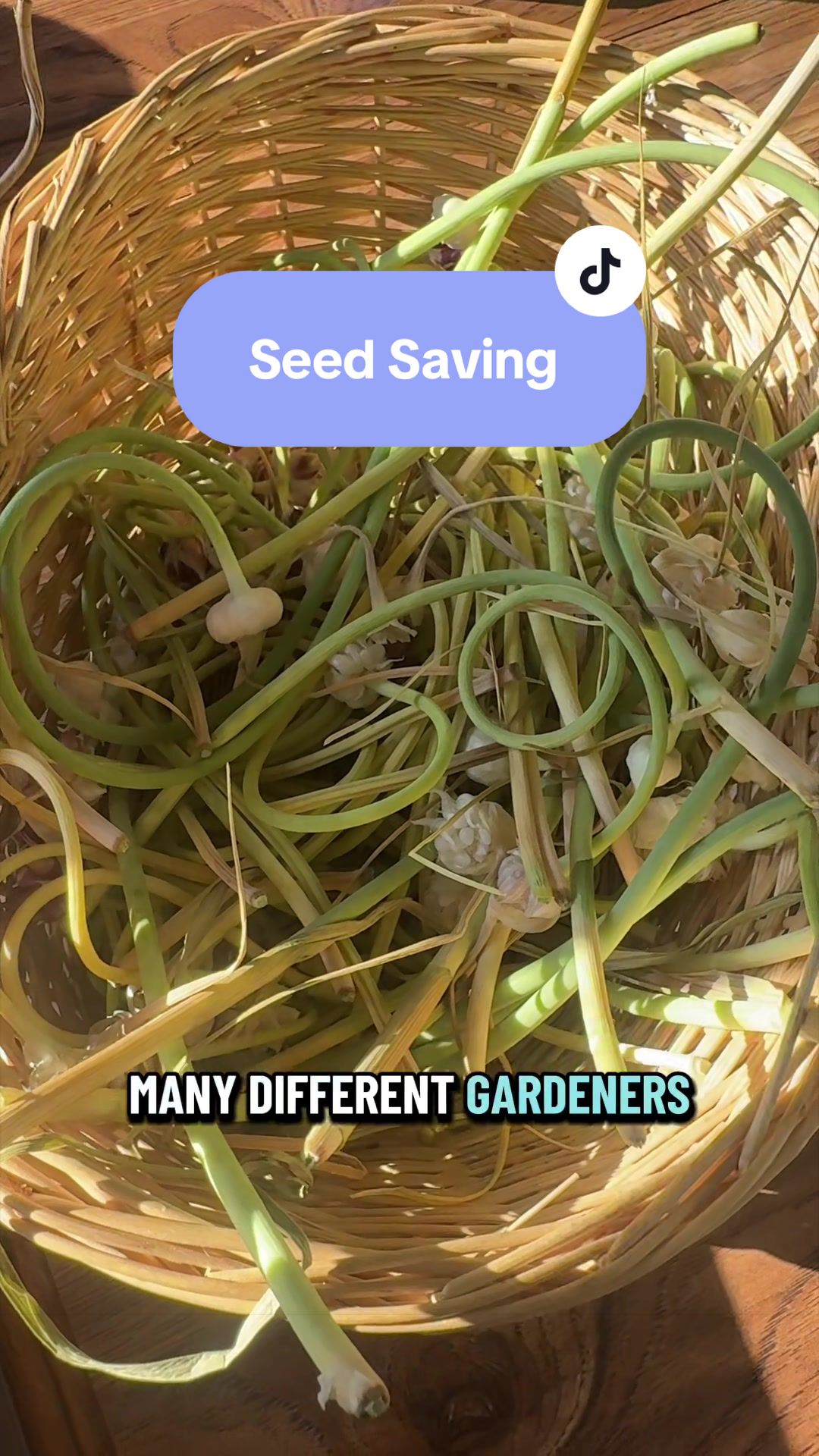 @Manica | zone 6a gardener
