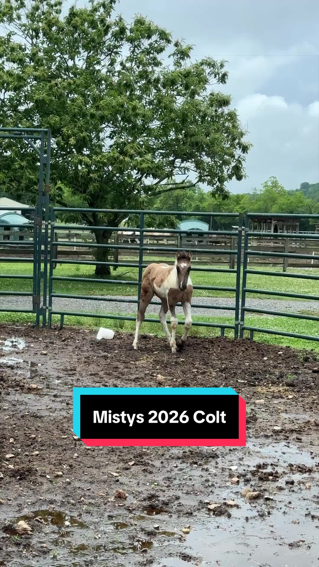 @ThePaintedAcresRanch