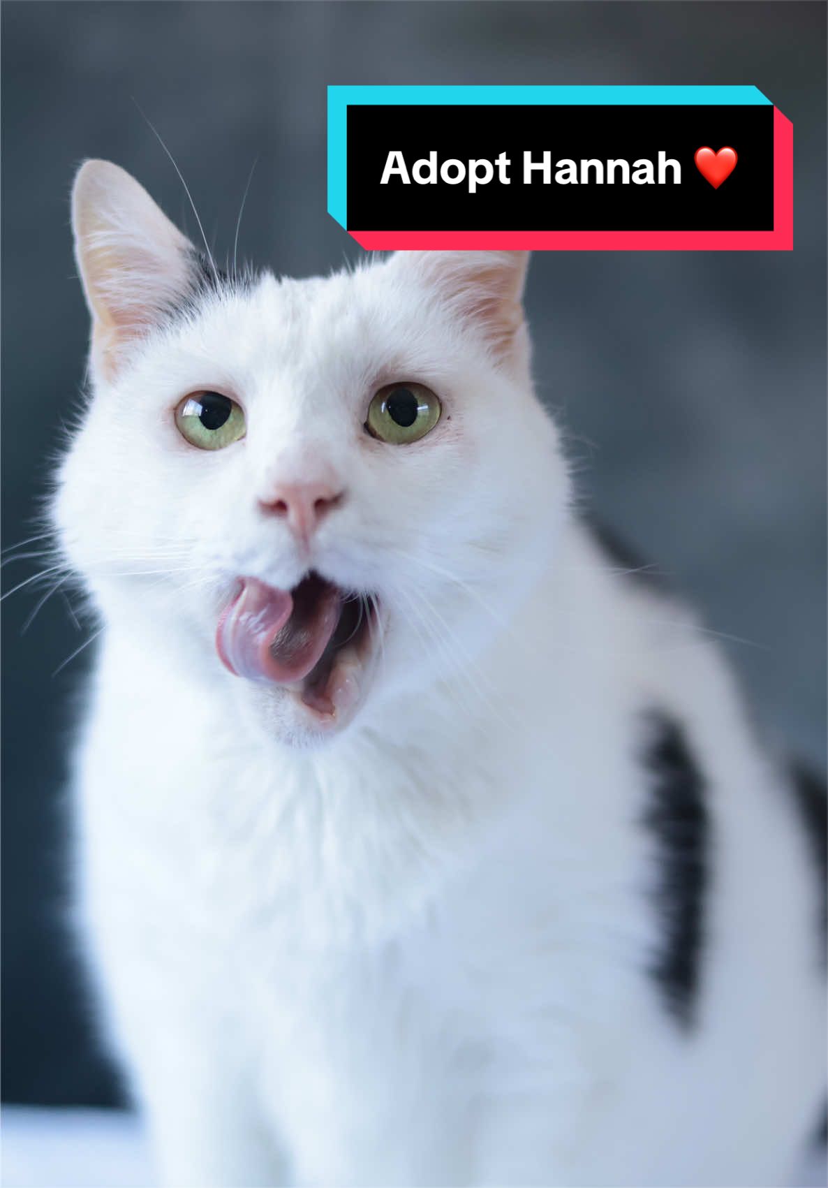 @PAWS