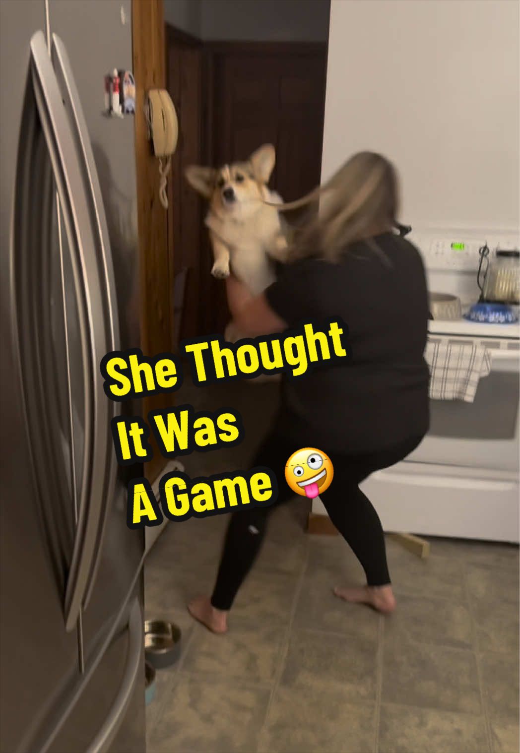 @Cannoli the Corgi