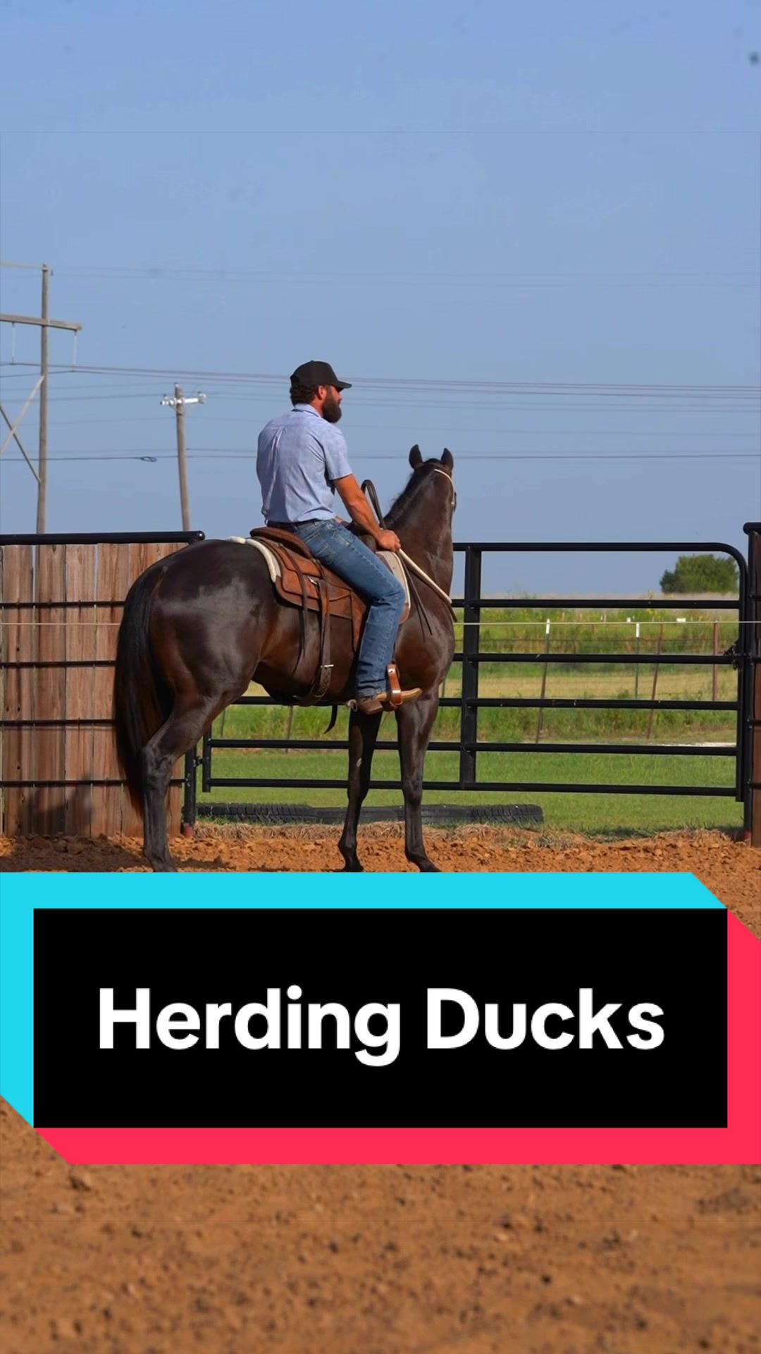 @WS Horses