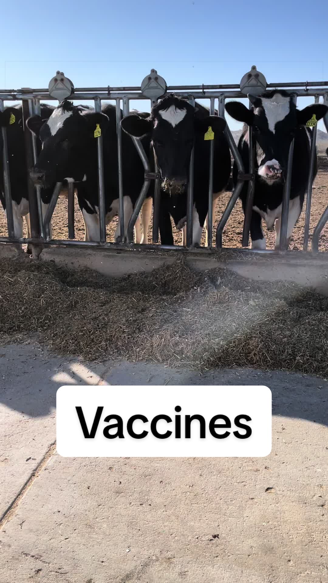 @Dairy Vet Dr. Michelle
