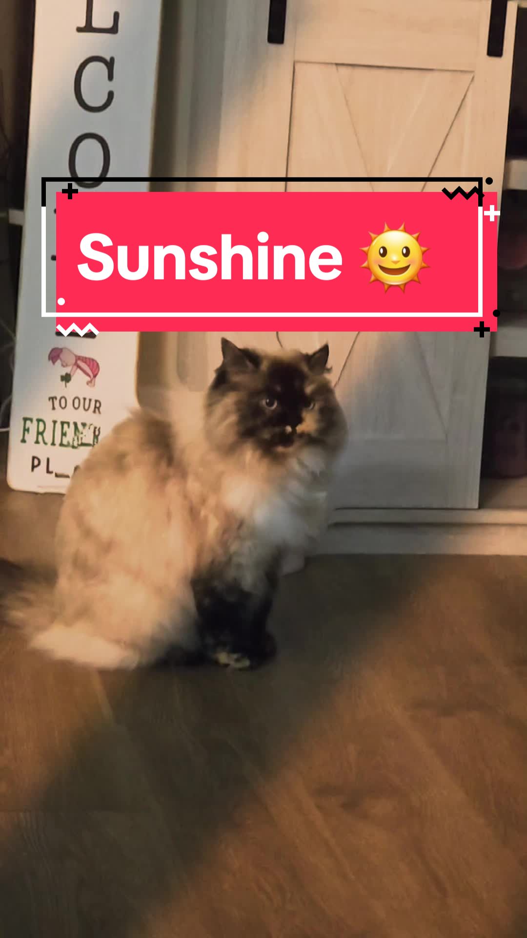 @CatWith