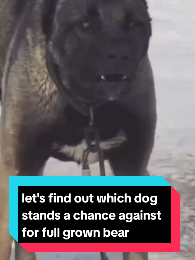 @The pet post
