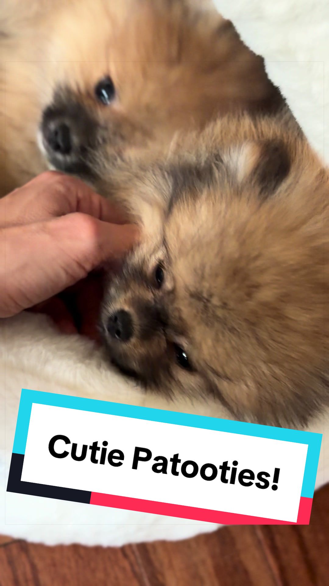 @blessedlittlepaw