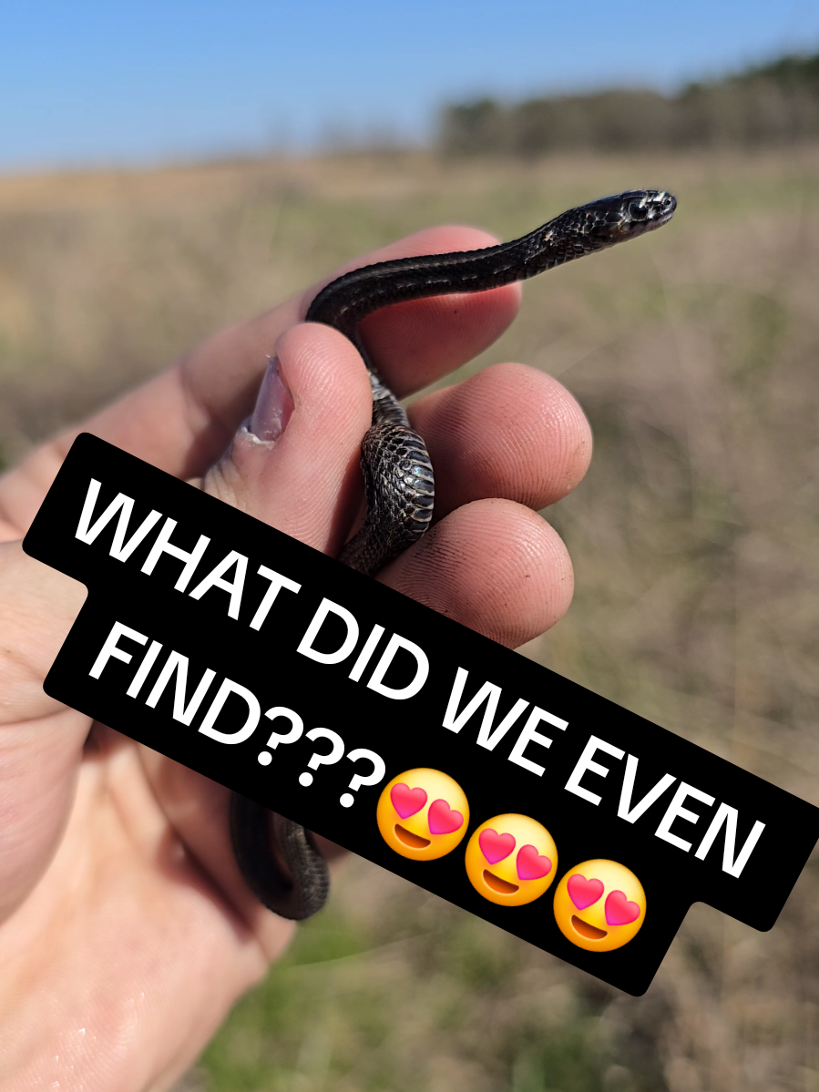 @Herpingmaniac82