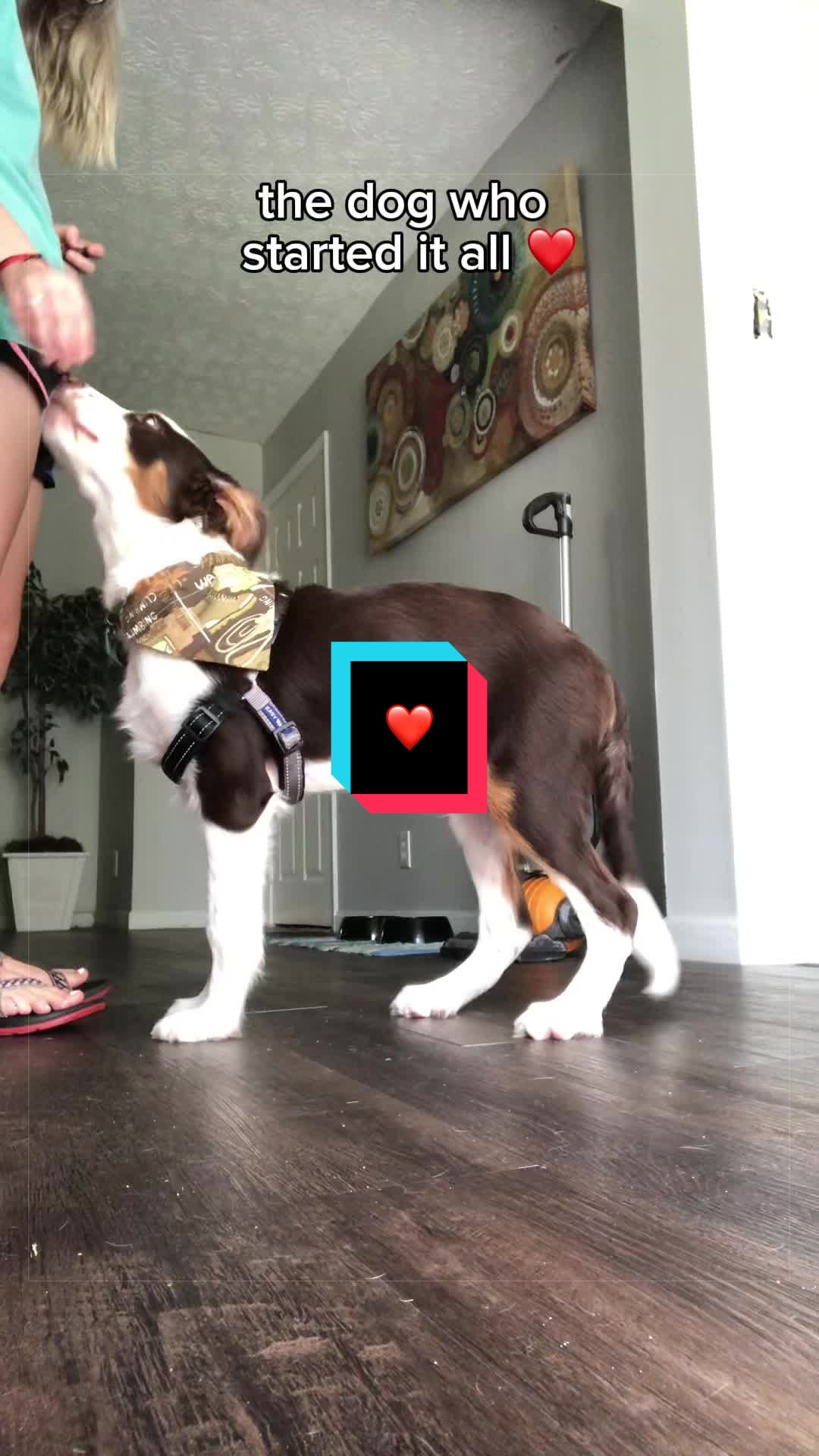 @Beck | Kentucky Dog Trainer