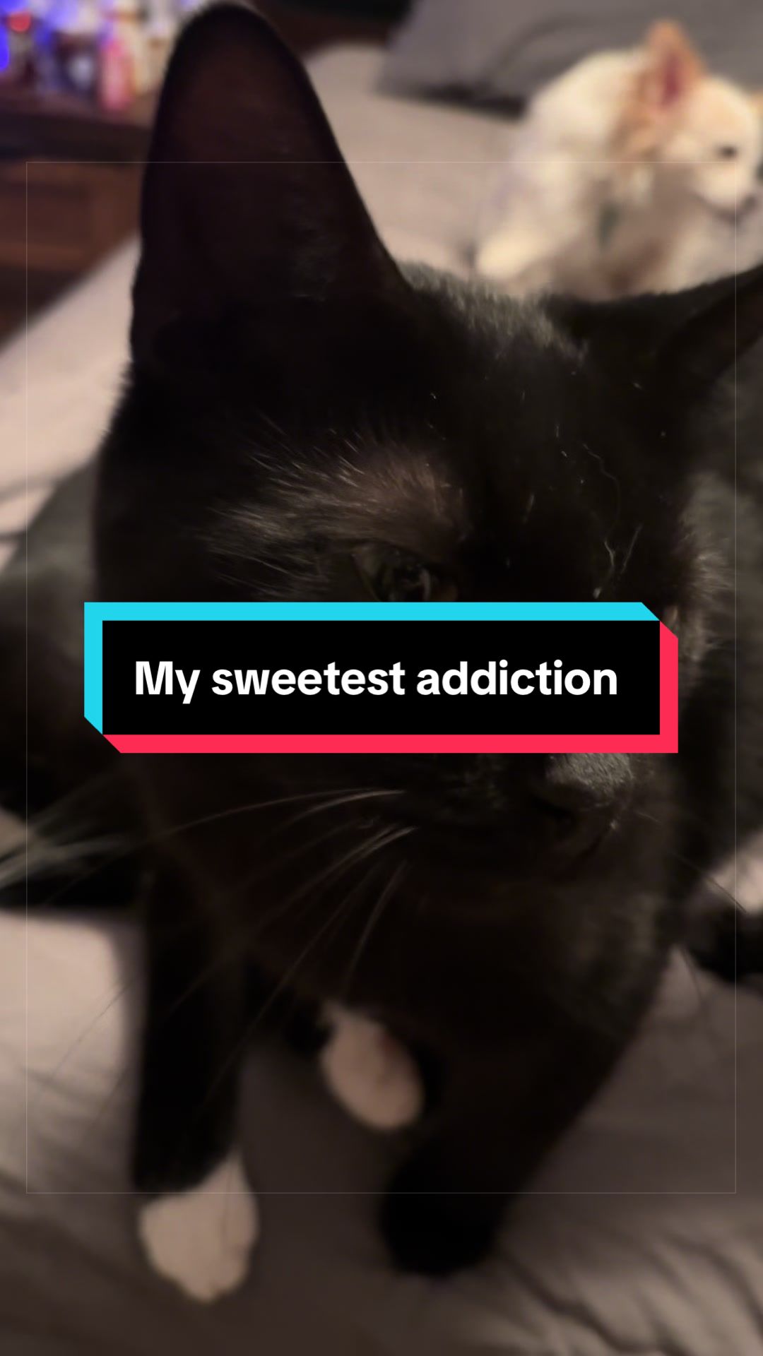 @catlover313official