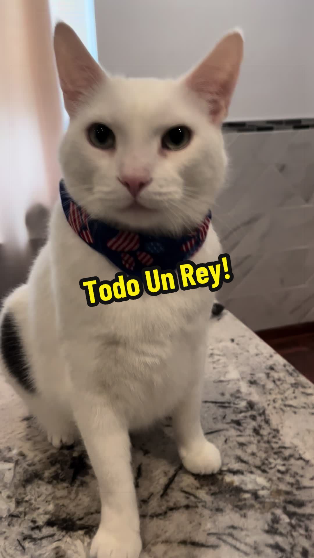 @🦖 MEOWassic CAT😺