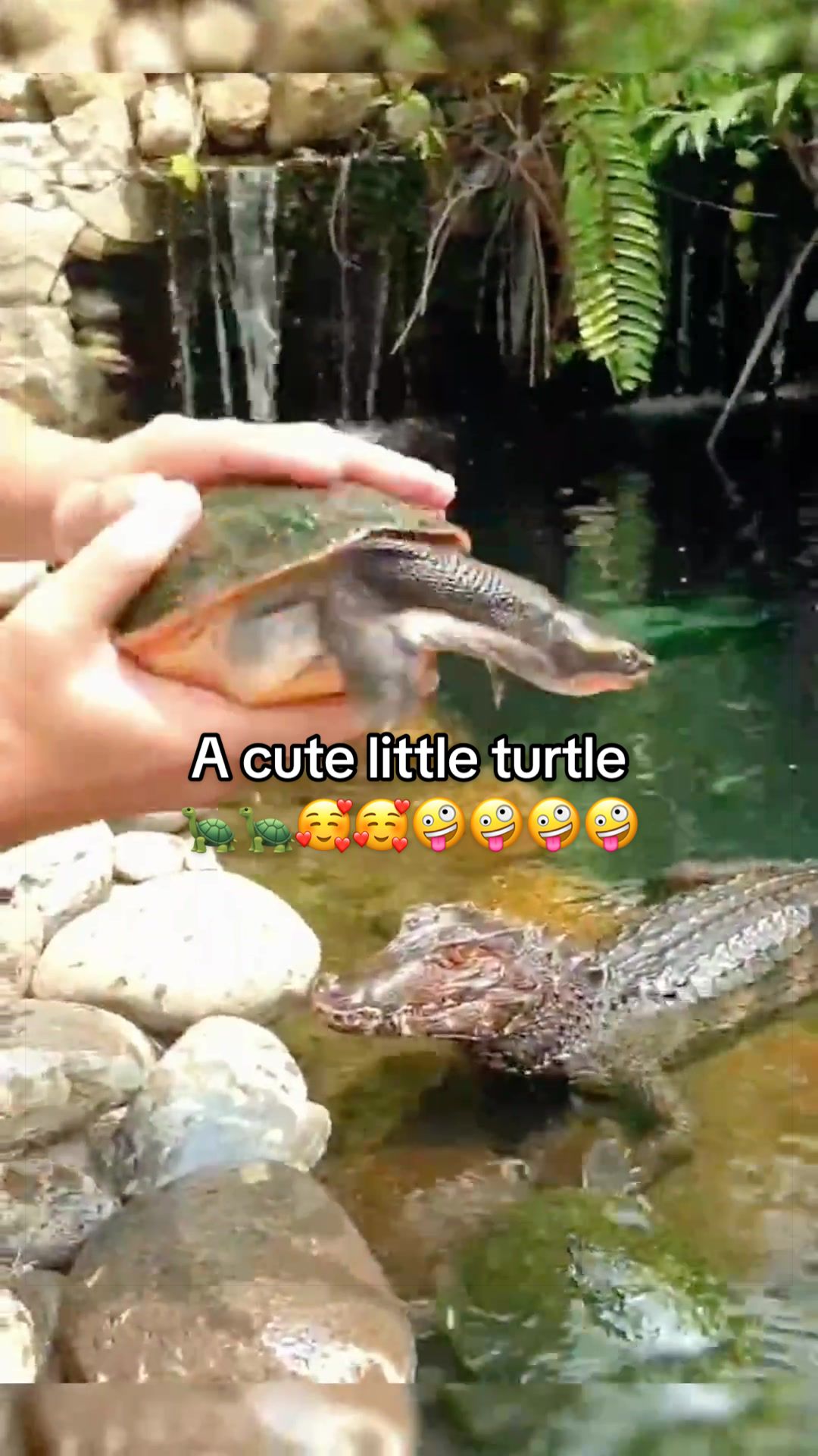 @Mr. Turtle