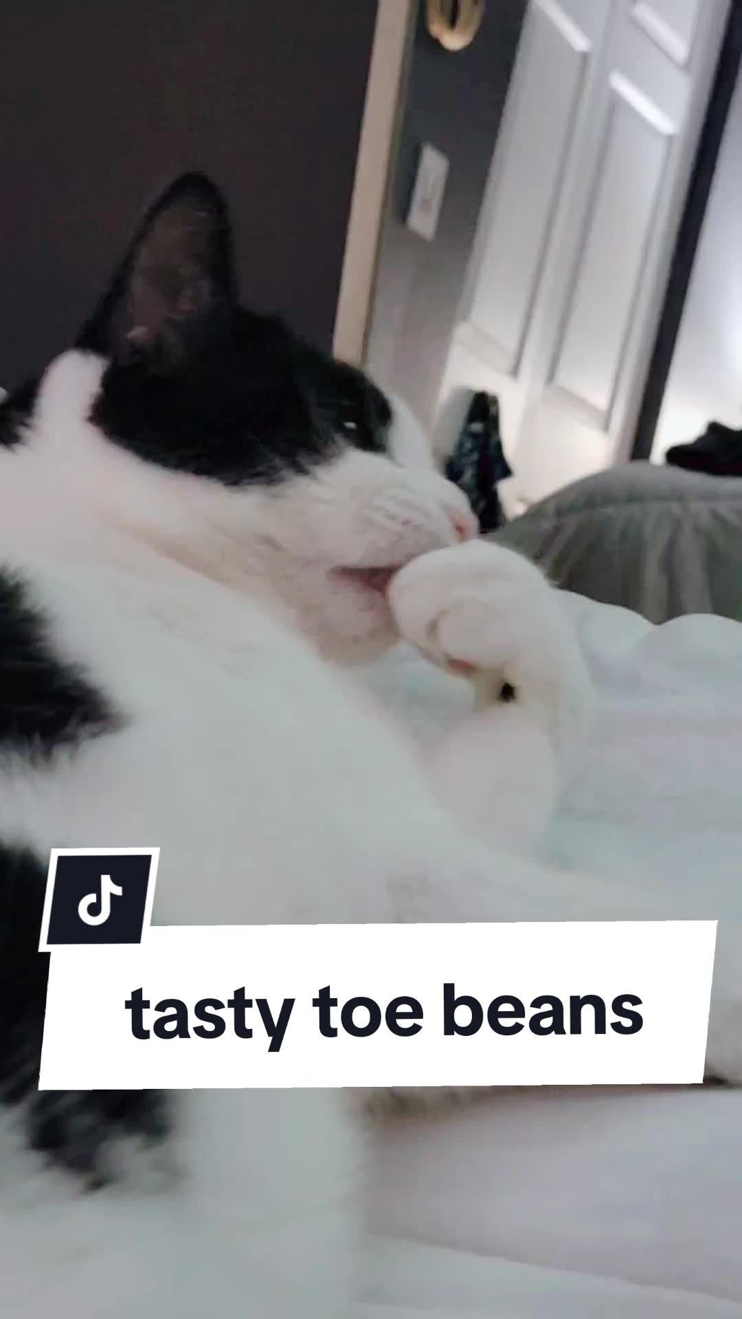 @Leo & Ali the cats 🐈