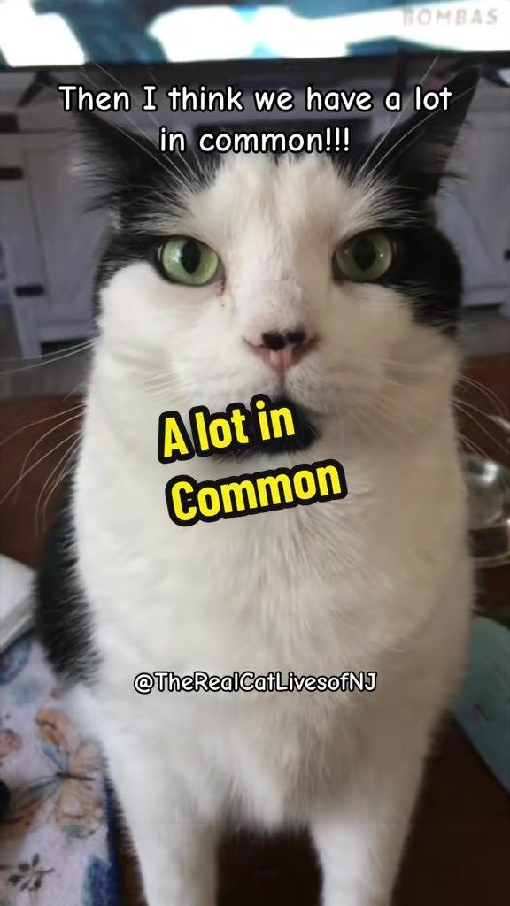 @🐾Therealcatlivesofnj 🐾