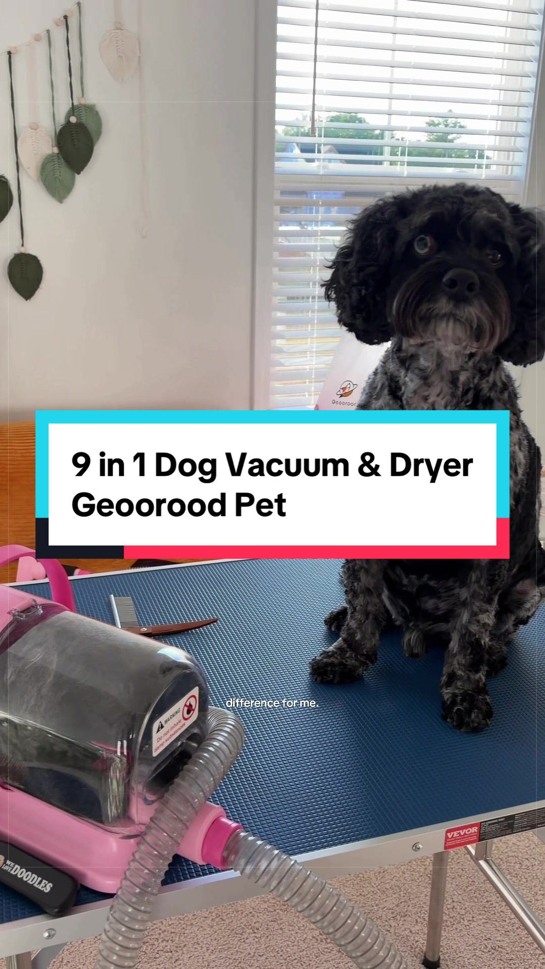 @Archie The Bernedoodle