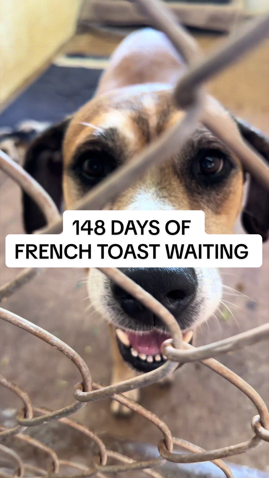 @Cassondra | Maui Shelter Dogs