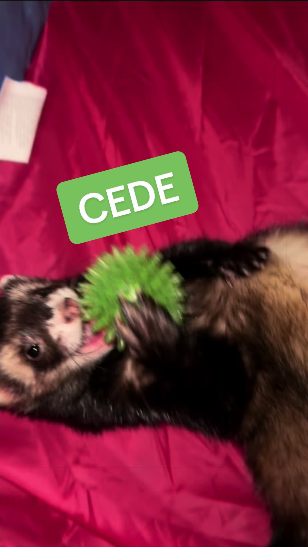 @Veritologic