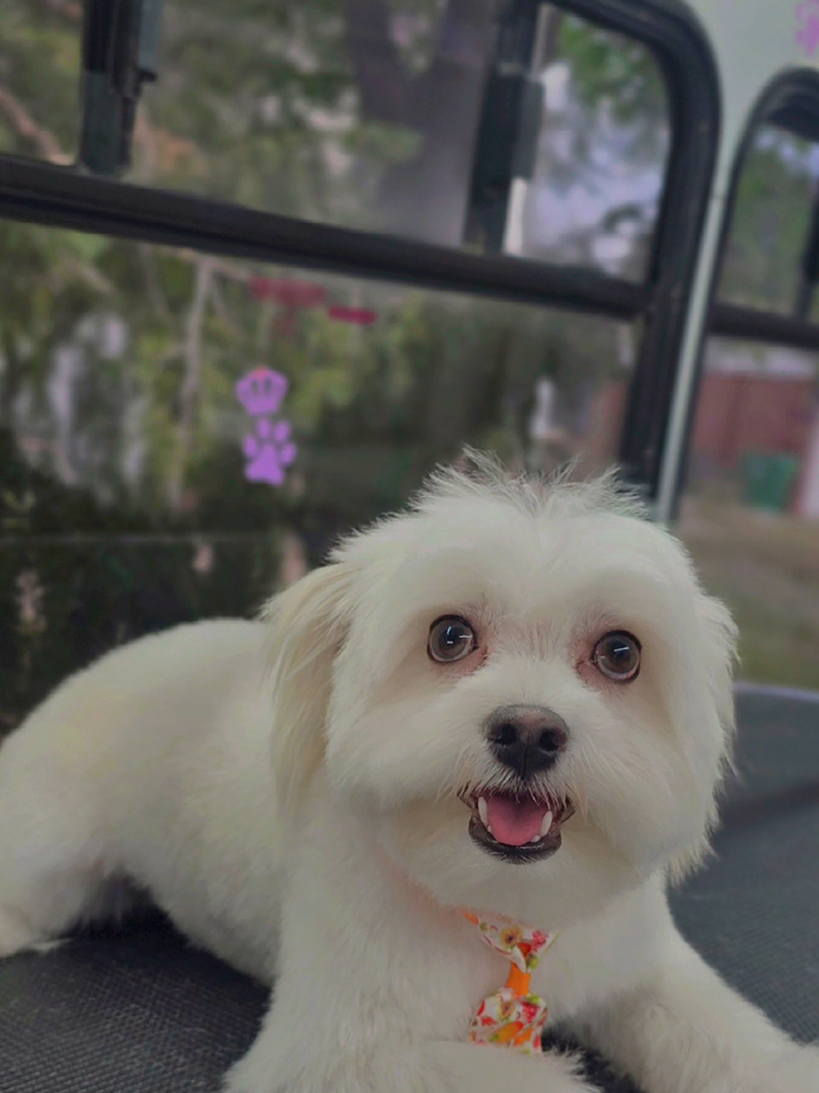 @Royal Paw Spa 🐾