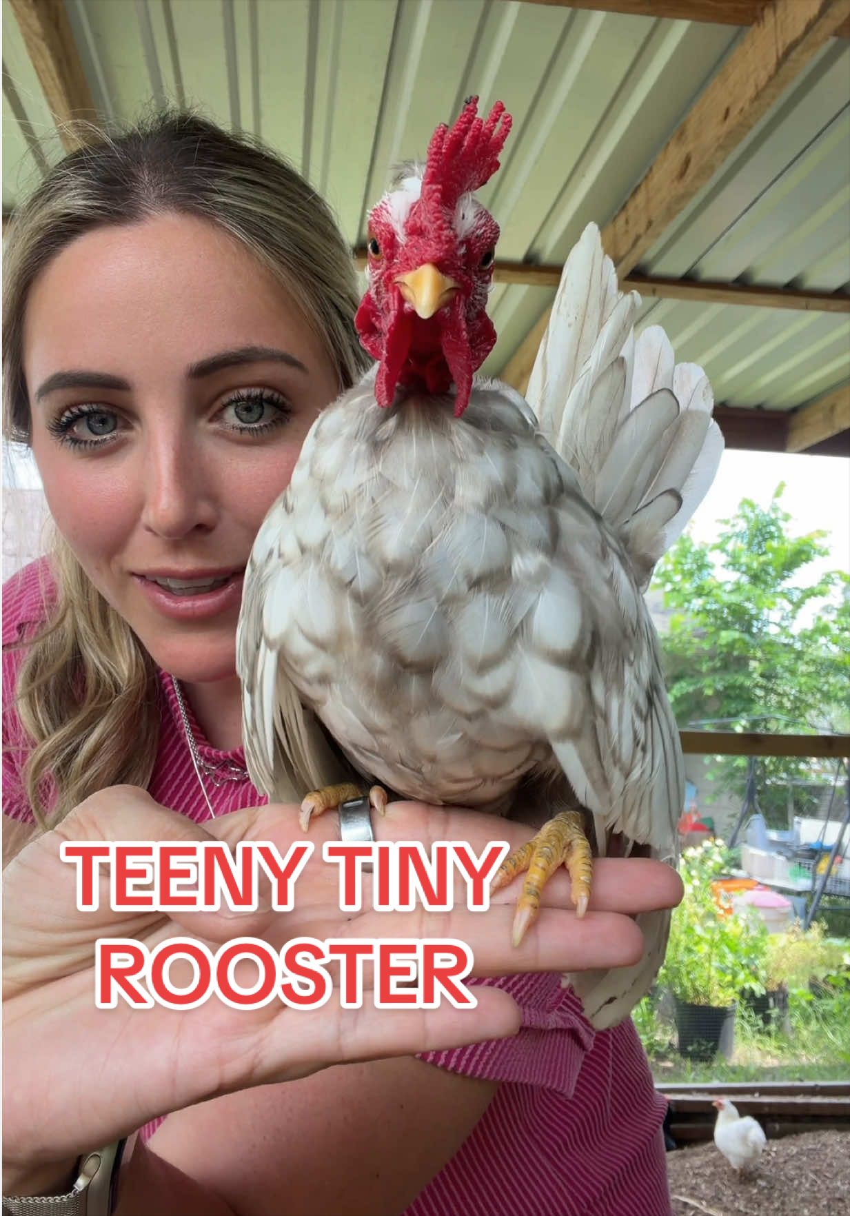 @Gulf Coast Cluckers